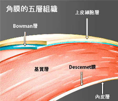 眼表眼角膜