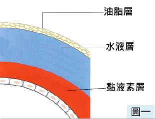 眼表眼角膜